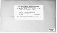 Ramularia buniadis image